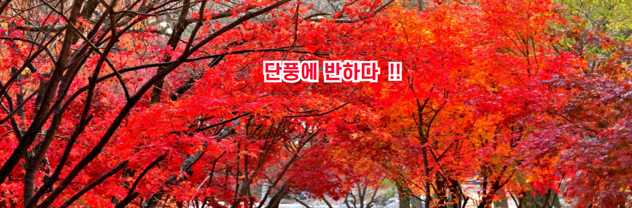 이미지슬라이드