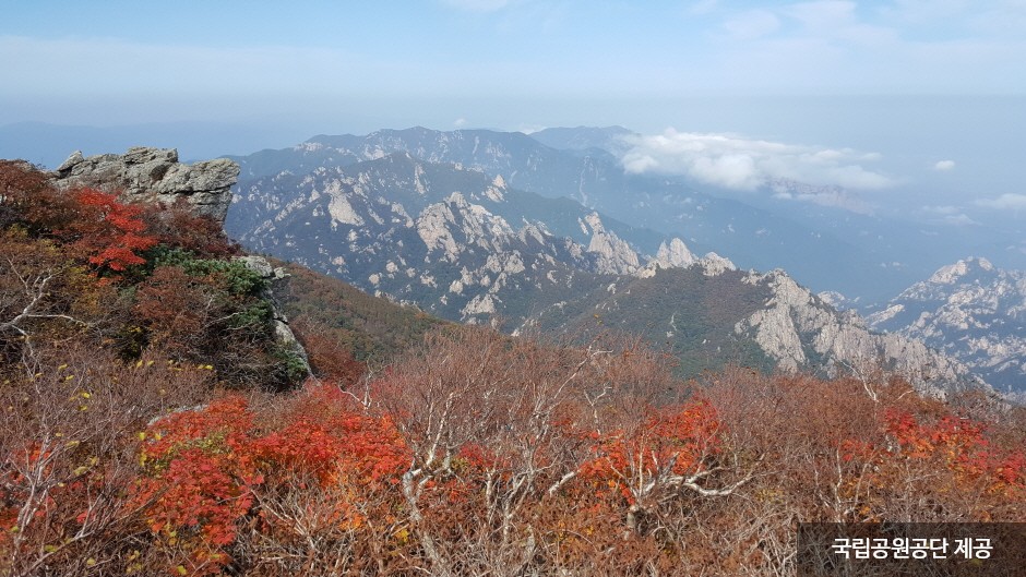 [당일]홍천 은행나무 단풍+공작산 단풍