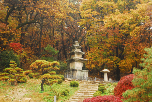 [당일]영주 부석사 은행나무길 단풍