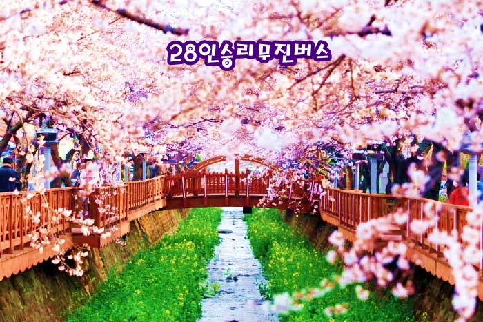 [당일-리무진] 진해 군항제 벚꽃 당일여행